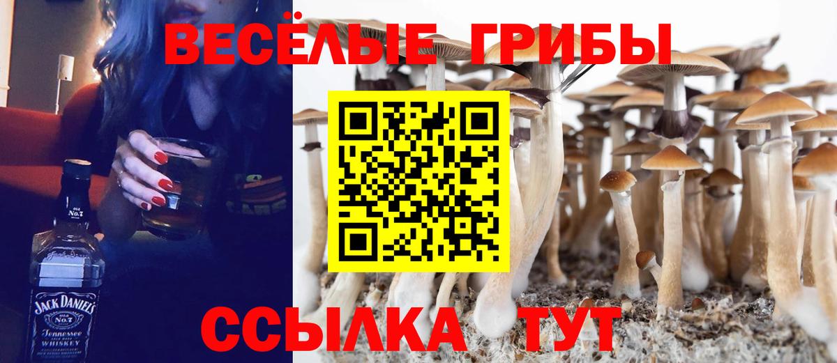 Псилоцибиновые грибы Psilocybe Елабуга